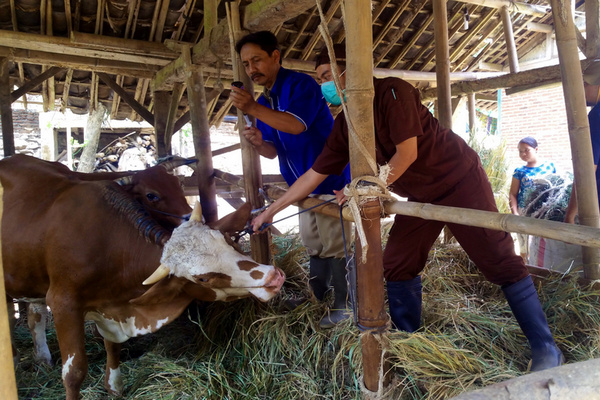 Petugas mengobati sapi peliharaan warga Kabupaten Kendal, Jateng. (Foto: Twitter/@labkeswansmg)