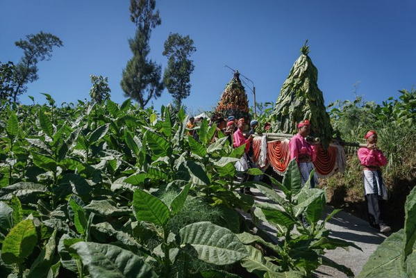 Warga membawa gunungan tembakau pada Kirab Budaya Tungguk Tembakau di Desa Senden, Kecamatan Selo, Kabupaten Boyolali, Jateng, Sabtu (3/8). (Foto: Antara Foto/Mohammad Ayudha)
