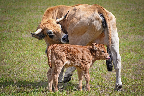 Ilustrasi. (Foto: Pixabay)