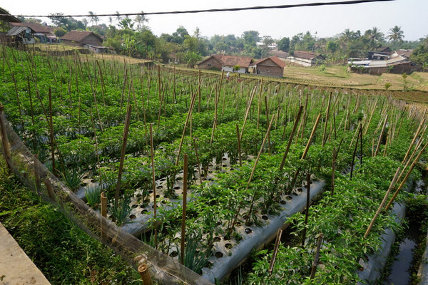 Budi daya cabai dengan pola tanam tumpang sari oleh Poktan Cempaka II di Desa Drawati, Kabupaten Bandung, Jabar. (Foto: Kementan)