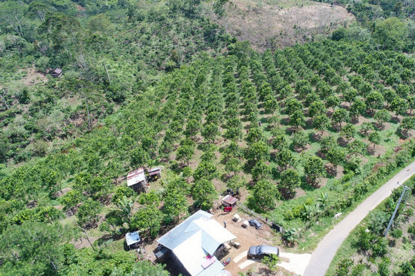 Penampakan perkebunan jeruk di Kabupaten Rejang Lebong, Bengkulu. (Foto: Kementan)