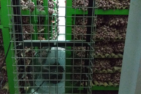 Gudang bawang merah dengan teknologi CAS. (Foto: tirto.id/Vincent Fabian Thomas)