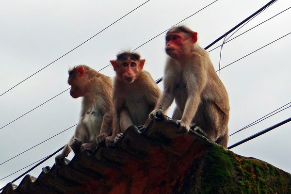 Ilustrasi. (Foto: Pixabay)