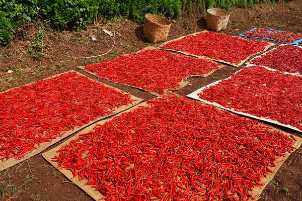 Ilustrasi. (Foto: Pixabay)