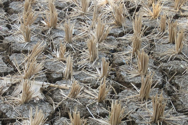 Ilustrasi. (Foto: Pixabay)