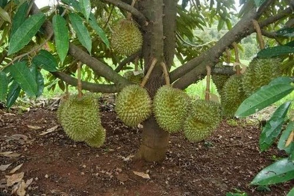Pohon durian. (Foto: Kementan)
