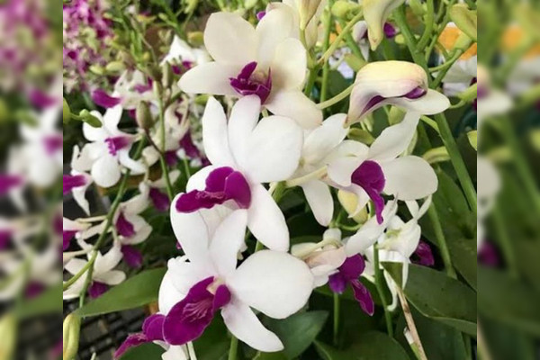 Tanaman hias anggrek. (Foto: Ditjen Hortikultura)