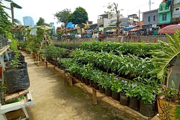 Pertanian perkotaan di bantaran Sungai Ciliwung, Jakarta. (Foto: Kementan)
