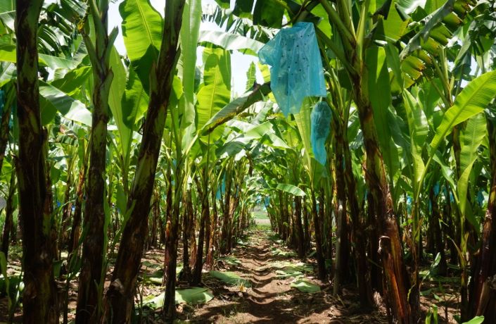 Tanaman pisang (Istimewa).