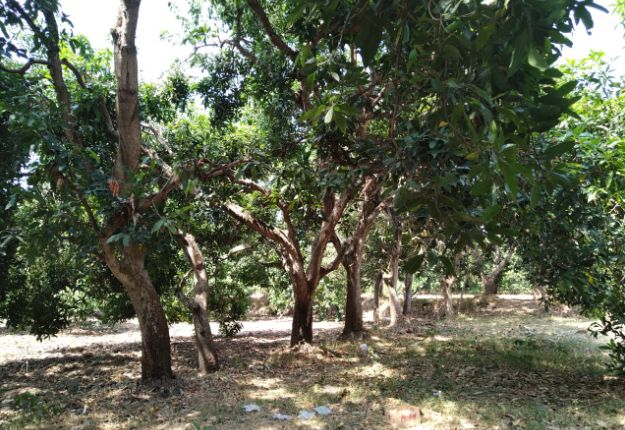Deretan pohon mangga petani di Rembang/Foto: Humas Kementan.