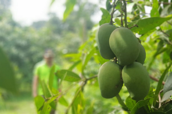 Pohon mangga. (Foto: Ditjen Hortikultura Kementan)