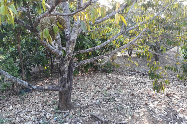 Kebun durian. (Foto: Google Maps/Nur Fadlilah Setiawati)