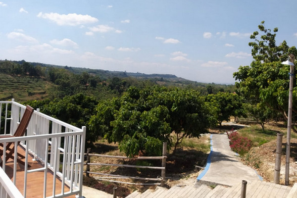 Kawasan budi daya durian secara organik yang dikembangkan Ditjen Hortikultura Kementan di Kabupaten Pemalang, Jateng. (Foto: Ditjen Hortikultura)