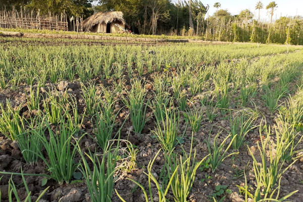 Budi daya bawang merah oleh Poktan Molie di Desa Nunkurus, Kecamatan Kupang Timur, Kabupaten Kupang, NTT. (Foto: Ditjen Hortikultura Kementan)