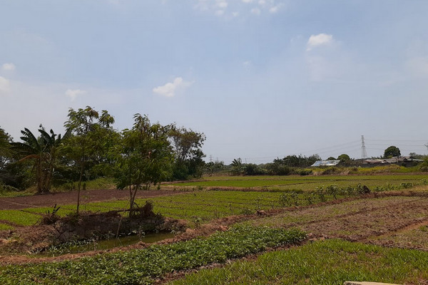 Lahan pertanian di Kecamatan Cilincing, Jakut, Jakarta. (Foto: Dok. Ditjen Hortikultura Kementan)