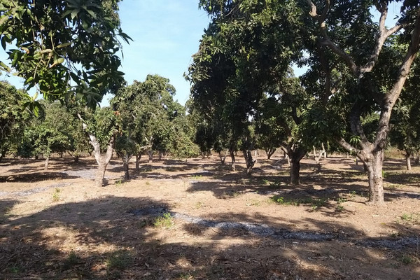 Kawasan budi daya mangga arumnasi di Kecamatan Bayang, Kabupaten Lombok Utara, NTB. (Foto: Dok. Ditjen Hortikultura Kementan)