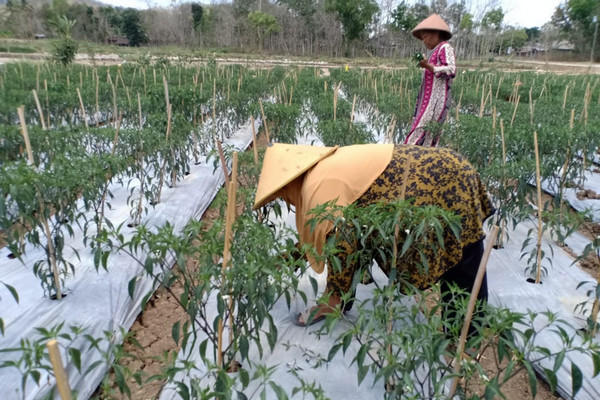 Anggota KWT Sri Rejeki di Desa Rejosari, Kecamatan Semin, Kabupaten Gunungkidul, DIY, tengah memanen cabai kala musim kemarau. (Foto: Dok. Ditjen Hortikultura Kementan)