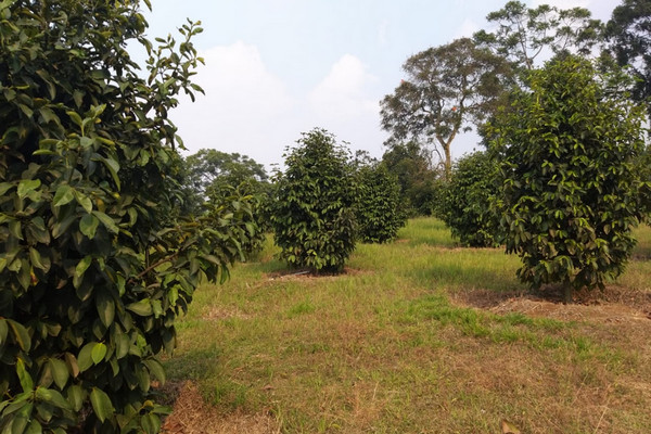 Kawasan perkebunan manggis. (Foto: Dok. Ditjen Hortikultura Kementan)