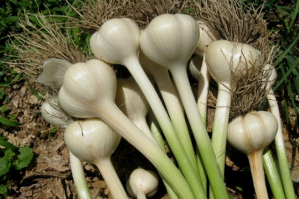 Bawang putih. (Foto: Dok. Ditjen Hortikultura Kementan)