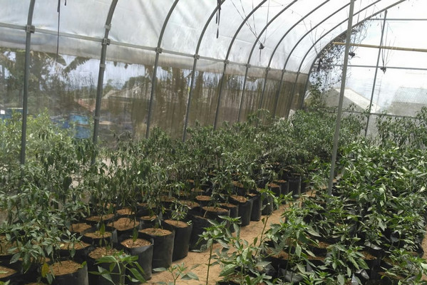 Budi daya cabai di dalam rumah paranet yang dikembangkan Gapoktan Mujagi di Kabupaten Cianjur, Jabar. (Foto: Dok. Ditjen Hortikultura Kementan)