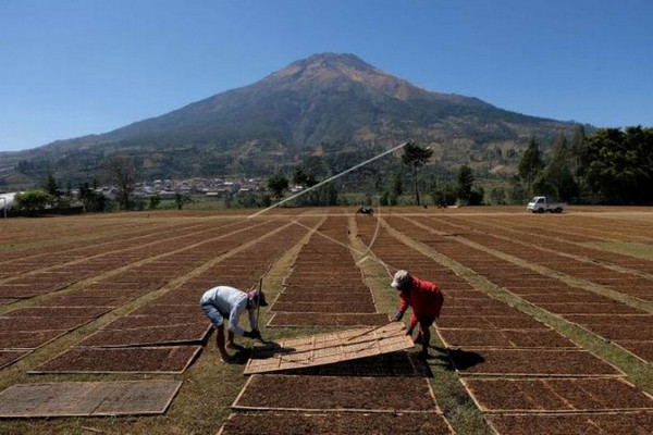 Petani menjemur tembakau rajangan di lapangan lembah Gunung Sindoro-Sumbing, Desa Kledung, Kabupaten Temanggung, Jateng, Selasa (10/9). (Foto: Antara Foto/Anis Efizudin)