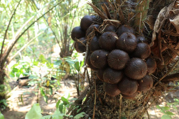 Pohon salak. (Foto: Pemkab Jembrana)