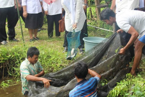 Kube Fakir Miskin di Kota Palangka Raya, Kalteng, tengah memanen ikan pati yang dibudidayakan, Rabu (3/7). (Foto: Pemkot Palangka Raya)