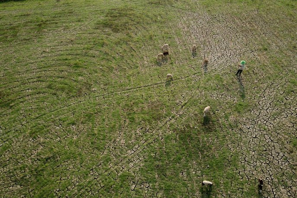 Warga menggembalakan ternaknya di sawah yang mengalami kekeringan di Kecamatan Losarang, Kabupaten Indramayu, Jabar, Minggu (23/6). (Foto: Antara Foto/Dedhez Anggara)