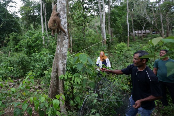 Petugas BKSDA Aceh melepasliarkan satwa langka dan dilindungi ke habitatnya di kawasana hutan Aceh Jaya, Aceh, Jumat (4/10). (Foto: Antara Foto/Irwansyah Putra)