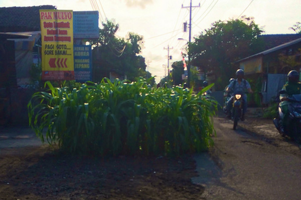 Tanaman jagung berdiri tegak di bekas lubang proyek bekas galian pekerja proyek rehab drainase di Jalan Babakan, Kota Yogyakarta, DIY, Kamis (31/10). (Foto: Twitter/@fajarjun)