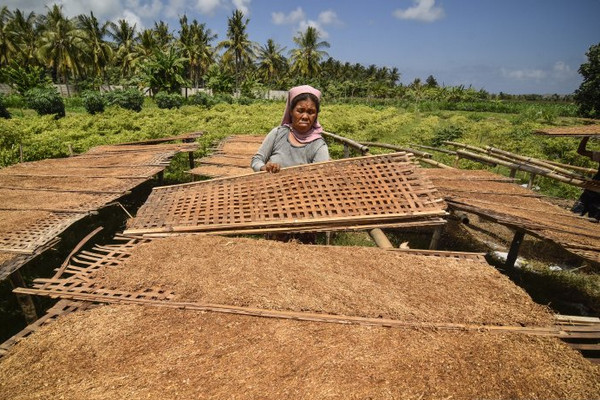 Tembakau kasturi tengah dijemur di Desa Mertak, Kecamatan Pujut, Praya, Kabupaten Lombok Tengah, NTB, Minggu (21/7). (Foto: Antara Foto/Ahmad Subaidi)