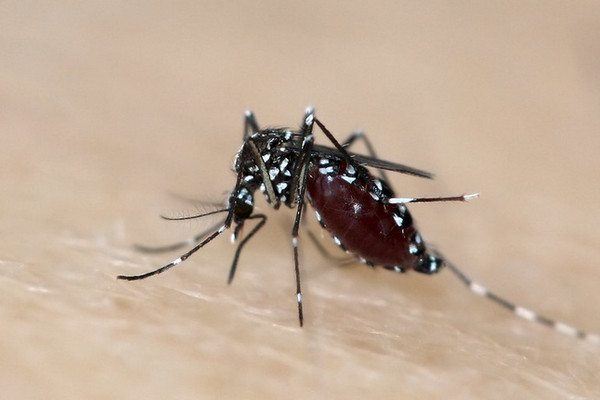 Nyamuk Aedes aegypti penyebab demam berdarah dengue. (Foto: Flickr/Annemarie van den Berg))