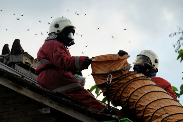 Petugas pemadam kebakaran sedang mengevakuasi sarang tawon Vespa affinis yang berada di atap rumah warga Kabupaten Klaten, Jateng. (Foto: Pemkab Klaten)