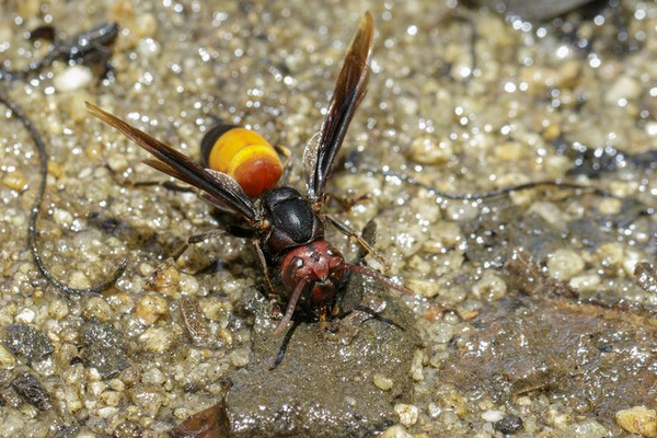 Ilustrasi. (Foto: Shutterstock)