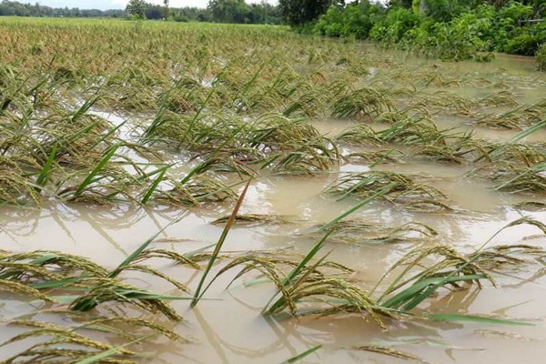Tanaman padi terendam banjir di Kabupaten Purworejo, Jateng. (Foto: Pemkab Purworejo)