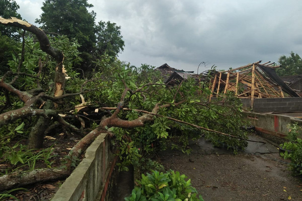 Sejumlah pohon tumbang imbas hujan disertai angin kencang di Desa/Kecamatan Bendosari, Kabupaten Sukoharjo, Jateng, Jumat (15/2). (Foto: Pemkab Sukoharjo)