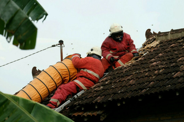 Petugas Damkar Satpol PP Klaten mengamankan sarawang tawon di rumah seorang warga. (Foto: Pemkab Klaten)