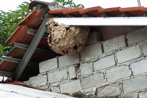 Sarang tawon menggantung di plafon rumah warga Kelurahan Cipaisan, Kecamatan/Kabupaten Purwakarta, Jabar, 18 Mei 2018. (Foto: Pemkab Purwakarta)