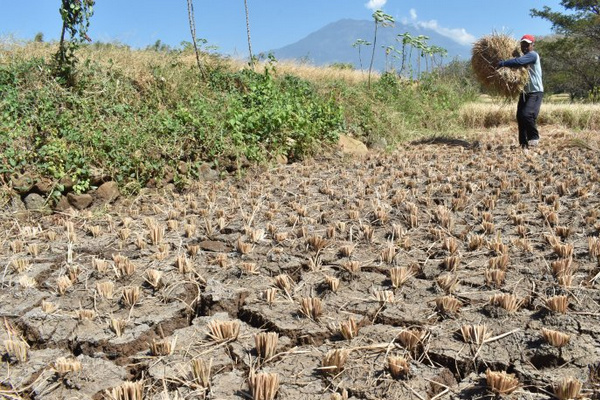 Petani membabat tanaman padinya yang rusak akibat kekeringan di Kabupaten Magetan, Jatim, Jumat (28/6). (Foto: Antara Foto/Siswo Widodo)