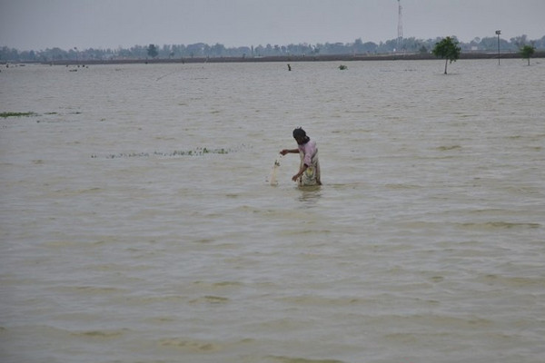 Sawah di Desa Wonosoco, Kecamatan Undaan, Kabupaten Kudus, Jateng, terendam luapan air irigasi, Senin (2/12). (Foto: Antara/Akhmad Nazaruddin Lathif)
