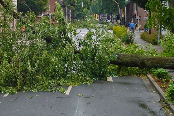 Foto Ilustrasi pohon tumbang (Pixabay).