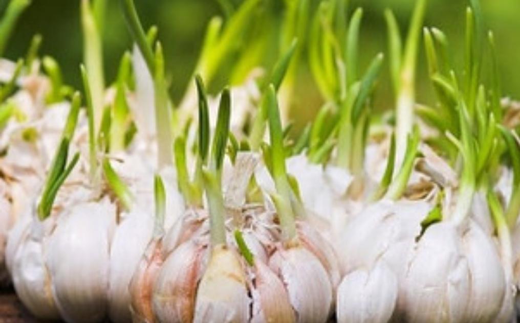 Ilustrasi/Foto: Flickr, by:jajaja