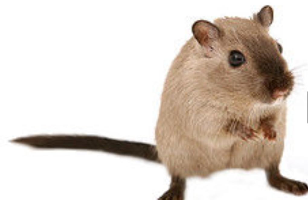 Ilustrasi/ Foto: Flickr 