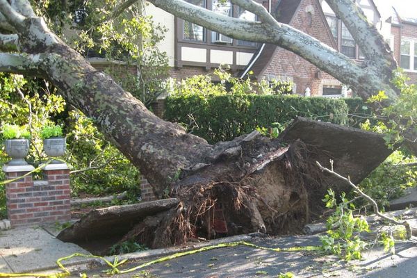 Pohon tumbang karena angin kencang (Pixabay).