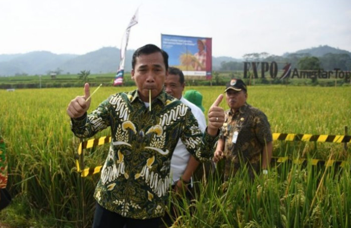 Bupati Batang Wihaji melakukan panen padi membramo di Kecamatan Tersono. / Sumber: ANTARA/ Kutnadi