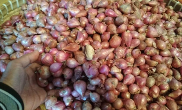 Bawang merah (ANTARA)