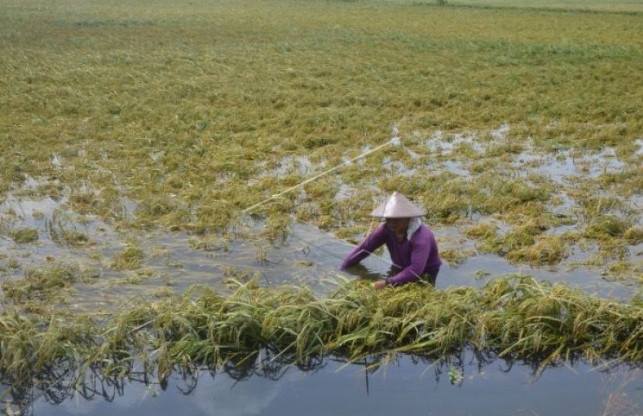 Ilustrasi: Petani memeriksa tanaman padi yang membusuk di persawahan Desa Undaan Lor, Kudus, Jawa Tengah, akibat banjir (ANTARA)