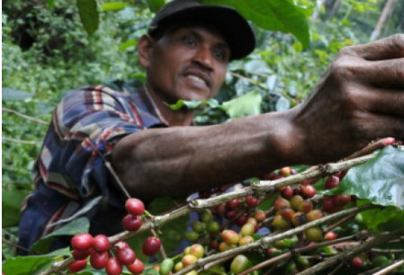 Ilustrasi pekerja memetik kopi. ANTARA/Seno