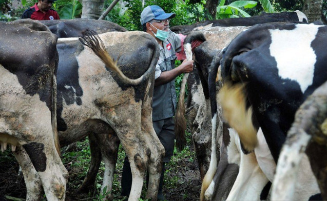 Petugas Disnakan Boyolali saat memberikan vaksinasi terhadap hewan ternak sapi di Cepogo Boyolali, Senin (20/1). (Foto:Bambang Dwi Marwoto)