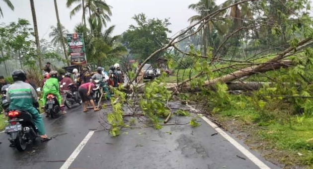 Sebuah pohon tumbang dan menutup akses jalan di salah satu daerah di Kabupaten Magelang. (ANTARA)